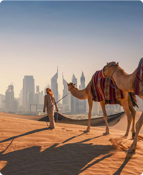 Dubai Camel Tour
